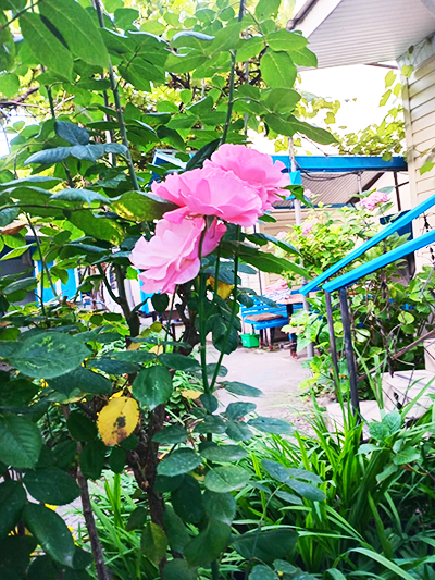 Снять комнату в Дагомысе