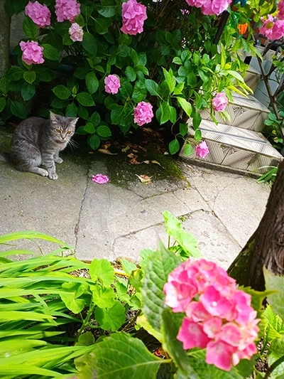 Снять комнату в Дагомысе